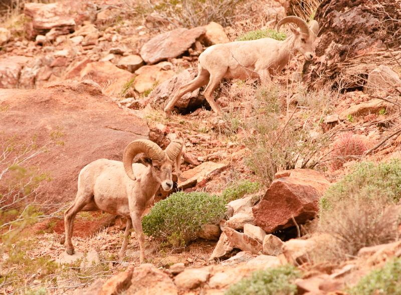 Desert Bighorn Sheep-6028 - UNTITLED ©2010 Dan Stevenson